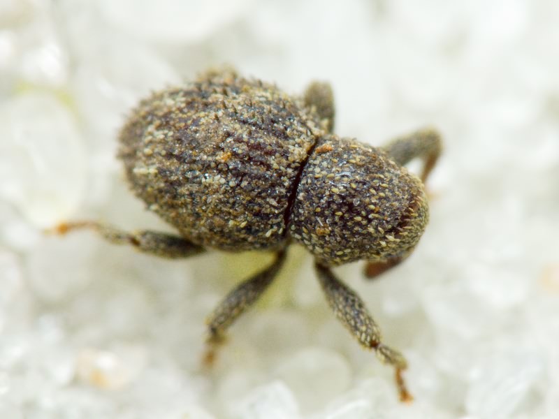 Acalles (Acalles) echinatus (Germar, 1824)